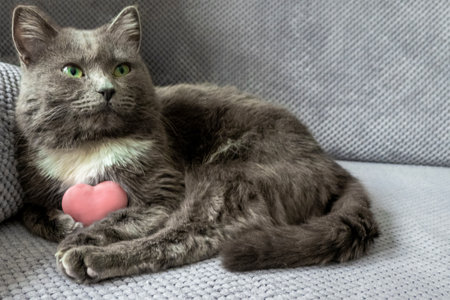 cute dreamy domestic cat with grey fur and green eyes is sitting on sofa, pet holds pink heart toy, happy valentines day my love, romantic animal with cunning eyesの写真素材