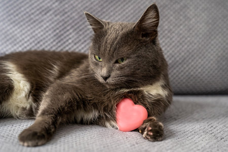 cute dreamy domestic cat with grey fur and green eyes is sitting on sofa, pet holds pink heart toy, happy valentines day my love, romantic animal with cunning eyesの写真素材