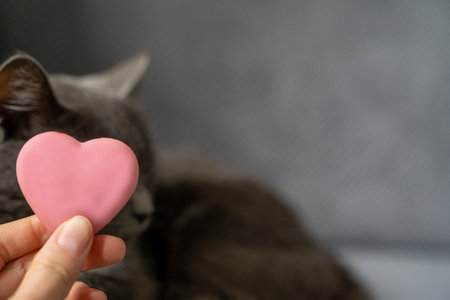 woman hand holds pink heart next to cute dreamy domestic cat with grey fur, happy valentines day my love, romantic animal pet giftの写真素材
