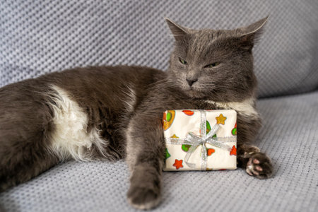 cute dreamy domestic british cat with grey fur and green eyes is sitting on sofa, pet holds gift box, happy valentines day or birthday celebration, romantic animal with cunning eyeの写真素材