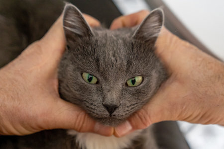 man hands making a heart shape, domestic grey cat sitting on person, pet trying to insert head into human hand, love to animals, true friendshipの写真素材