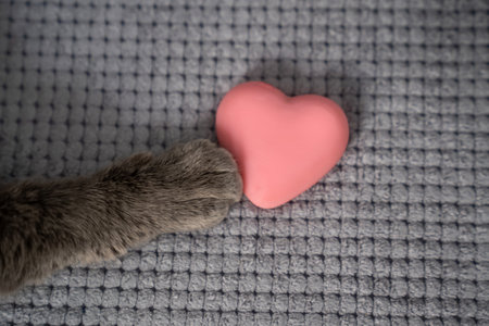 cute grey fur cat paw next to pink heart toy, happy valentines day my love, romantic animal with gift, pet and romanceの写真素材