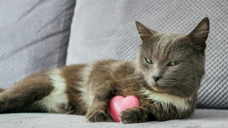 cute dreamy domestic cat with grey fur and green eyes is sitting on sofa, pet holds pink heart toy, happy valentines day my love, romantic animal with cunning eyesの写真素材