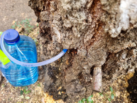 collect birch sap juice, birch tapping from hole in tree into container through  strawの写真素材