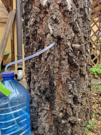 collect birch sap juice, birch tapping from hole in tree into container through  strawの写真素材