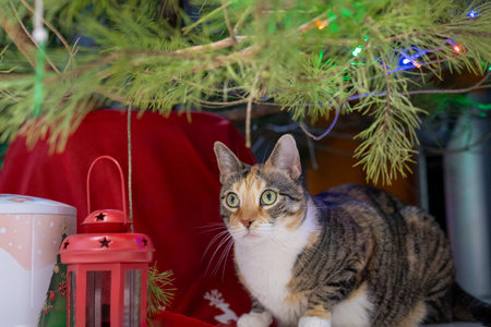 cute multicolor cat sitting under decorated christmas tree. Kitten hides under pine new year tree. Happy winter holidaysの写真素材