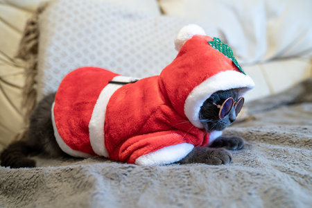 grey cute cat in santa claus costume with christmas tree and sunglasses sitting on sofa at home. Green tropical Christmas. Happy holidays and New Year. Home cozinessの写真素材