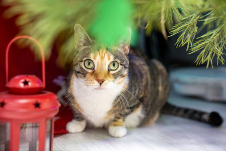 cute multicolor cat sitting under decorated christmas tree. Kitten hides under pine new year tree. Happy winter holidaysの写真素材