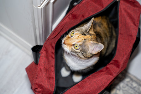 cute red cat sitting a in red bag in a pet carrier in the room. Kitty jumped into box. Pet transportation, animal moves to new home, kitten adoptionの写真素材