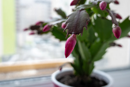 close up red may flower in bloom, pink schlumbergera cactus, christmas thanksgiving crab cactus. House green plantsの写真素材