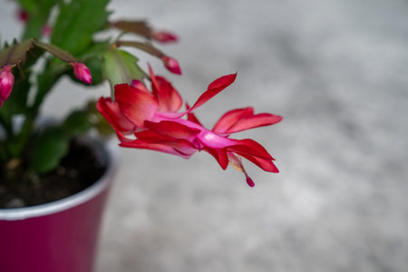 close up red may flower in bloom, pink schlumbergera cactus, christmas thanksgiving crab cactus. House green plantsの写真素材