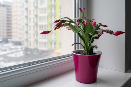red may flower in bloom on a window sill, pink schlumbergera cactus, christmas thanksgiving crab cactus. House green plantsの写真素材