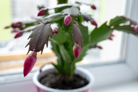 close up red may flower in bloom, pink schlumbergera cactus, christmas thanksgiving crab cactus. House green plantsの写真素材