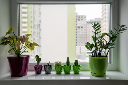 indoor plants cactuses, dollar tree zamioculcas standing on window sill, green home, house...