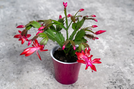 red may flower in bloom on a gray background, pink schlumbergera cactus, christmas thanksgiving crab cactus. House green plantsの写真素材