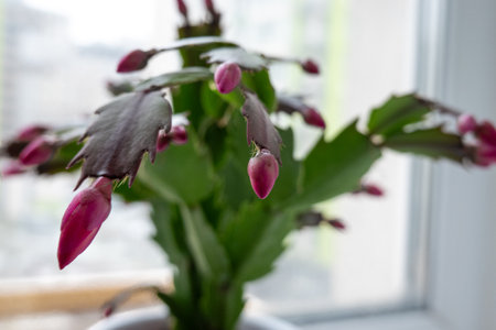close up red may flower in bloom, pink schlumbergera cactus, christmas thanksgiving crab cactus. House green plantsの写真素材
