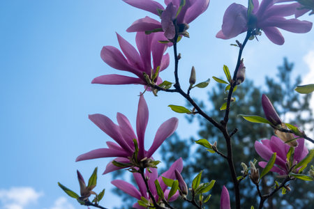 Blooming pink magnolia tree with vibrant flowers against a blue sky and green foliage. Fresh spring blossoms on tree branches captured in natural daylight, symbolizing renewal, beaの写真素材