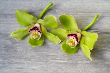 Two cymbidium orchid cut flowers with natural green stems placed on a wooden background. Minimalist floral still lifeの写真素材