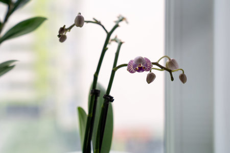 Delicate pink Phalaenopsis orchid in a white pot placed on a windowsill with soft blurred...