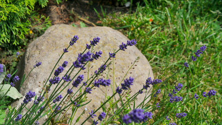 Lavender flowers blooming in a sunny garden with natural green background and decorative stone. Fragrant purple lavender stems create a peaceful summer outdoor scene, symbolizing rの写真素材