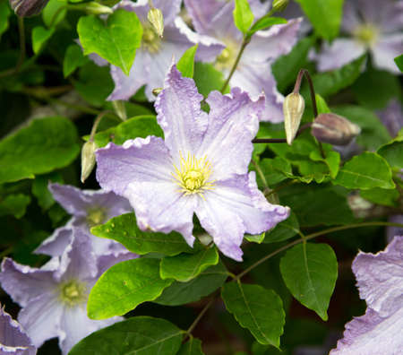 Pale blue clematis.の写真素材