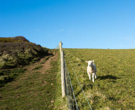 Lamb in a field by the coast path の写真素材