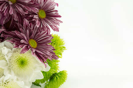 Chrysanthemums.の写真素材