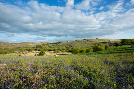 Holwell Lawn, Dartmoor national park,Devon Ukの写真素材
