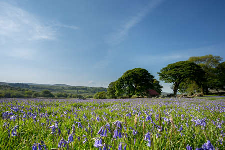 Bluebells at Emsworthy Dartmoor national park Devon Ukの写真素材