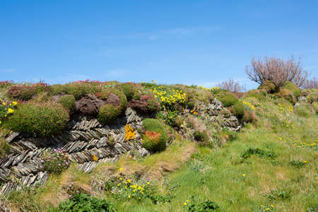Cornish dry stone wall Cornwall Uk