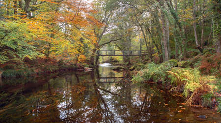 river teign in autumn devon uk