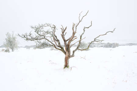 lone tree in a field in winterの写真素材