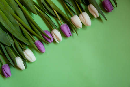 Flowers tulips on a green background. Top view.の写真素材
