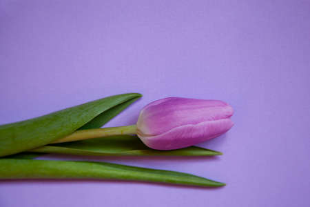 Flower purple tulip on a purple background. Top view.の写真素材