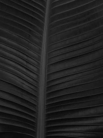 Strelitzia Dark Black leaf texture Nature background