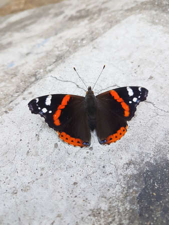 Colorful butterfly on concrete floor urban streetの写真素材