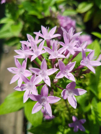 Pink blooming wildflowers Nature background close upの写真素材
