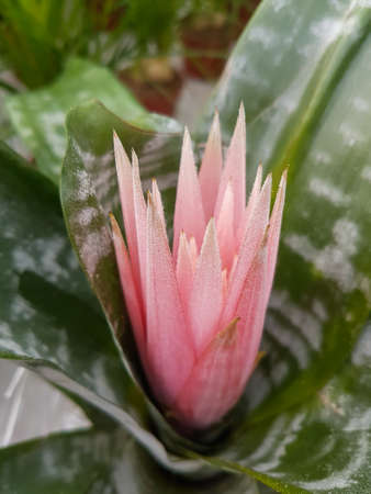 Beautiful blooming Aechmea fasciata flower in the greenhouse close-up Ehmeya or Urn plant backgroundの写真素材