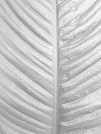Strelitzia white leaf texture Nature backgroundの写真素材