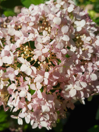 Beautiful blooming hydrangea flower in the greenhouse close-up Hydrangeaceae plant backgroundの写真素材