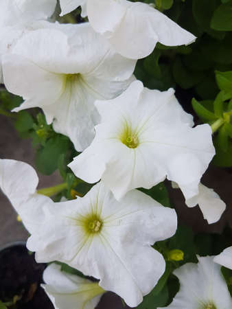 Beautiful petunia flower in the greenhouse close-up Petunioideae plant backgroundの写真素材