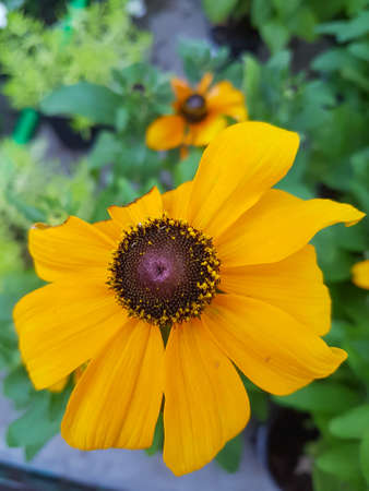 Beautiful Rudbeckia flower in the greenhouse close-up Dracontopsis plant backgroundの写真素材