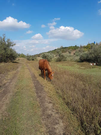 Beautiful horse eating grass in a field Summer backgroundの写真素材