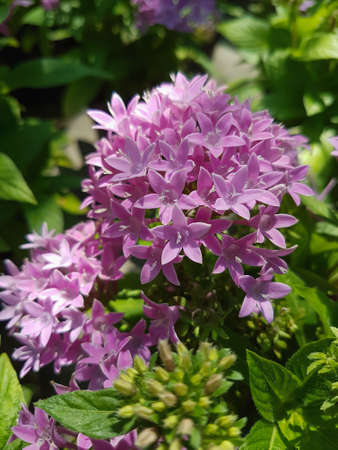Pink blooming wildflowers Nature background close upの写真素材