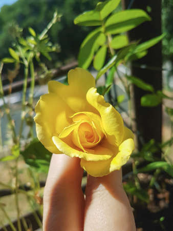 A beautiful rose flowers outdoors Roses in the gardenの写真素材