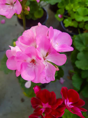 Beautiful geranium flower in the greenhouse close-up Ð¡ranesbill plant backgroundの写真素材