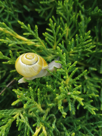Snail in a shell in juniper foliage Summer backgroundの写真素材