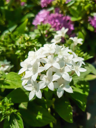 White blooming wildflowers Nature background close upの写真素材
