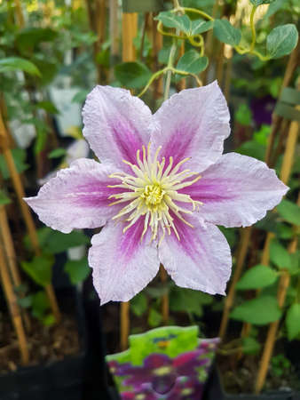 Beautiful clematis flower in the greenhouse close-up Coriflora or Atragene plants backgroundの写真素材