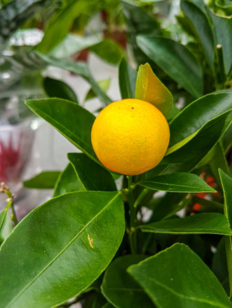 Juicy Organic Lemons Grown in the Garden Nature backgroundの写真素材